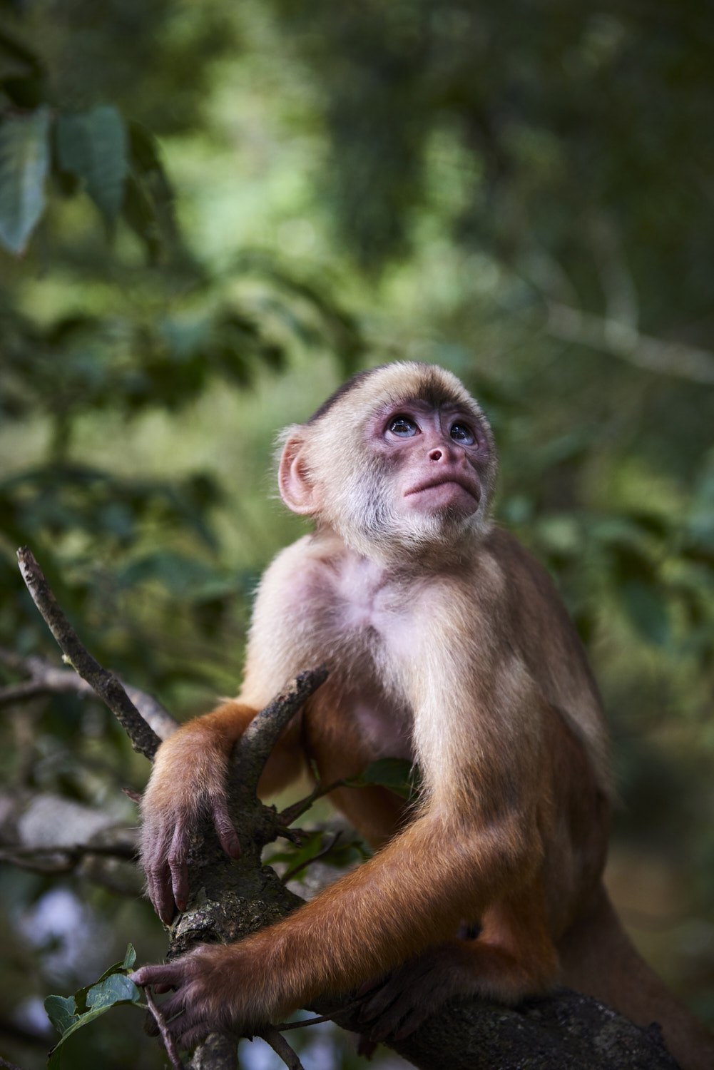 Amazon, Brazil: Artistic portrait of a capucin monkey looking pensively up, surrounded by dense rainforest vegetation.